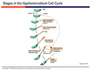 Copyright © 2009 Pearson Education Inc., publishing as Pearson Benjamin Cummings
Stages in the Hyphomicrobium Cell Cycle
Figure 15.38
 
