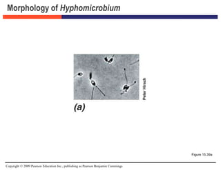 Copyright © 2009 Pearson Education Inc., publishing as Pearson Benjamin Cummings
Morphology of Hyphomicrobium
Figure 15.39a
 