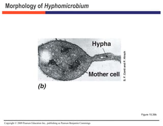 Copyright © 2009 Pearson Education Inc., publishing as Pearson Benjamin Cummings
Morphology of Hyphomicrobium
Figure 15.39b
 