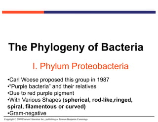Copyright © 2009 Pearson Education Inc., publishing as Pearson Benjamin Cummings
The Phylogeny of Bacteria
I. Phylum Proteobacteria
•Carl Woese proposed this group in 1987
•“Purple bacteria” and their relatives
•Due to red purple pigment
•With Various Shapes (spherical, rod-like,ringed,
spiral, filamentous or curved)
•Gram-negative
 
