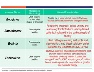 Copyright © 2009 Pearson Education Inc., publishing as Pearson Benjamin Cummings
example Genus
Microscopic
Morphology
Unique Characteristics
Beggiatoa
Gram-negative
bacteria; disc-
shaped or cylindrical
Aquatic, live in water with high content of hydrogen
disulfide; can cause problems for sewage treatment
Enterobacter
Gram-negative
bacillus
Facultative anaerobe; cause urinary and
respiratory tract infections in hospitalized
patients; implicated in the pathogenesis of
obesity
Erwinia
Gram-negative
bacillus
Plant pathogen causing leaf spots and
discoloration; may digest cellulose; prefer
relatively low temperatures (25–30 °C)
Escherichia
Gram-negative
bacillus
Facultative anaerobe; inhabit the gastrointestinal tract
of warm-blooded animals; some strains are
mutualists, producing vitamin K; others, like
serotype E. coli O157:H7, are pathogens; E. coli has
been a model organism for many studies in genetics
and molecular biology
 