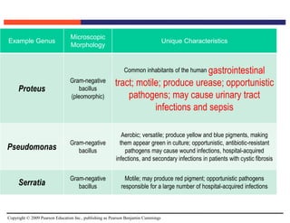 Copyright © 2009 Pearson Education Inc., publishing as Pearson Benjamin Cummings
Example Genus
Microscopic
Morphology
Unique Characteristics
Proteus
Gram-negative
bacillus
(pleomorphic)
Common inhabitants of the human gastrointestinal
tract; motile; produce urease; opportunistic
pathogens; may cause urinary tract
infections and sepsis
Pseudomonas
Gram-negative
bacillus
Aerobic; versatile; produce yellow and blue pigments, making
them appear green in culture; opportunistic, antibiotic-resistant
pathogens may cause wound infections, hospital-acquired
infections, and secondary infections in patients with cystic fibrosis
Serratia
Gram-negative
bacillus
Motile; may produce red pigment; opportunistic pathogens
responsible for a large number of hospital-acquired infections
 