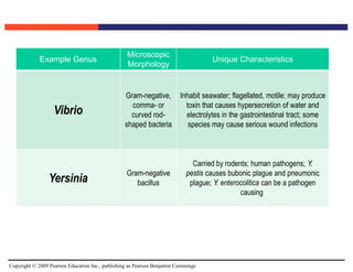 Copyright © 2009 Pearson Education Inc., publishing as Pearson Benjamin Cummings
Example Genus
Microscopic
Morphology
Unique Characteristics
Vibrio
Gram-negative,
comma- or
curved rod-
shaped bacteria
Inhabit seawater; flagellated, motile; may produce
toxin that causes hypersecretion of water and
electrolytes in the gastrointestinal tract; some
species may cause serious wound infections
Yersinia
Gram-negative
bacillus
Carried by rodents; human pathogens; Y.
pestis causes bubonic plague and pneumonic
plague; Y. enterocolitica can be a pathogen
causing
 