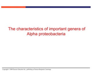 Copyright © 2009 Pearson Education Inc., publishing as Pearson Benjamin Cummings
The characteristics of important genera of
Alpha proteobacteria.
 