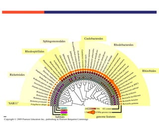 Copyright © 2009 Pearson Education Inc., publishing as Pearson Benjamin Cummings
 