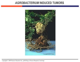 Copyright © 2009 Pearson Education Inc., publishing as Pearson Benjamin Cummings
AGROBACTERIUM INDUCED TUMORS
 