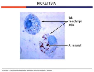 Copyright © 2009 Pearson Education Inc., publishing as Pearson Benjamin Cummings
RICKETTSIA
 