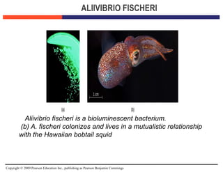 Copyright © 2009 Pearson Education Inc., publishing as Pearson Benjamin Cummings
ALIIVIBRIO FISCHERI
a) Aliivibrio fischeri is a bioluminescent bacterium.
(b) A. fischeri colonizes and lives in a mutualistic relationship
with the Hawaiian bobtail squid
 