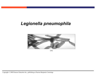 Copyright © 2009 Pearson Education Inc., publishing as Pearson Benjamin Cummings
a) Legionella pneumophila
 