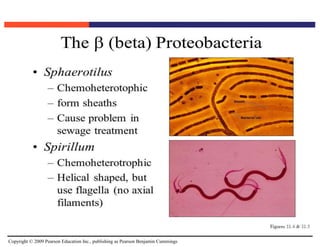 Copyright © 2009 Pearson Education Inc., publishing as Pearson Benjamin Cummings
 