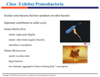 Copyright © 2009 Pearson Education Inc., publishing as Pearson Benjamin Cummings
Class  (delta) Proteobacteria
Include some bacteria that have predators on other bacteria
Important contribution to sulfur cycle.
Genus Bdellovibrio
motile: single polar flagella
attacks other Gram negative bacteria
reproduces in periplasm
Genus Myxococcus
motile via slime trails
digest bacteria
low nutrients: aggregate to form a fruiting body ! myxospores
 
