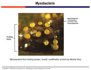 Copyright © 2009 Pearson Education Inc., publishing as Pearson Benjamin Cummings
Myxobacteria
Myxobacteria form fruiting bodies. (credit: modification of work by Michiel Vos)
 