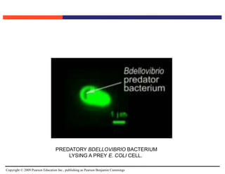 Copyright © 2009 Pearson Education Inc., publishing as Pearson Benjamin Cummings
PREDATORY BDELLOVIBRIO BACTERIUM
LYSING A PREY E. COLI CELL.
 