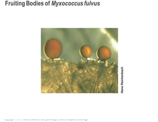 Copyright © 2009 Pearson Education Inc., publishing as Pearson Benjamin Cummings
 