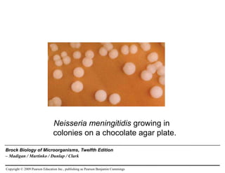 Click to add Text
Copyright © 2009 Pearson Education Inc., publishing as Pearson Benjamin Cummings
Brock Biology of Microorganisms, Twelfth Edition
– Madigan / Martinko / Dunlap / Clark
Neisseria meningitidis growing in
colonies on a chocolate agar plate.
 