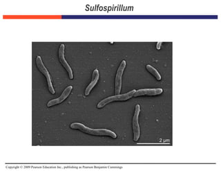 Copyright © 2009 Pearson Education Inc., publishing as Pearson Benjamin Cummings
Sulfospirillum
 