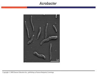 Copyright © 2009 Pearson Education Inc., publishing as Pearson Benjamin Cummings
Acrobacter
 