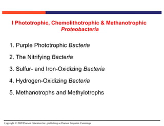Copyright © 2009 Pearson Education Inc., publishing as Pearson Benjamin Cummings
1. Purple Phototrophic Bacteria
2. The Nitrifying Bacteria
3. Sulfur- and Iron-Oxidizing Bacteria
4. Hydrogen-Oxidizing Bacteria
5. Methanotrophs and Methylotrophs
I Phototrophic, Chemolithotrophic & Methanotrophic
Proteobacteria
 