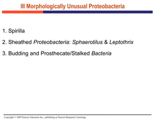Copyright © 2009 Pearson Education Inc., publishing as Pearson Benjamin Cummings
III Morphologically Unusual Proteobacteria
1. Spirilla
2. Sheathed Proteobacteria: Sphaerotilus & Leptothrix
3. Budding and Prosthecate/Stalked Bacteria
 