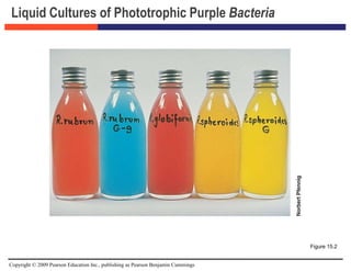 Copyright © 2009 Pearson Education Inc., publishing as Pearson Benjamin Cummings
Liquid Cultures of Phototrophic Purple Bacteria
Figure 15.2
 
