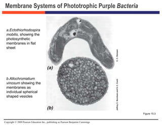 Copyright © 2009 Pearson Education Inc., publishing as Pearson Benjamin Cummings
Membrane Systems of Phototrophic Purple Bacteria
Figure 15.3
a.Ectothiorhodospira
mobilis, showing the
photosynthetic
membranes in flat
sheet
b.Allochromatium
vinosum showing the
membranes as
individual spherical
shaped vesicles
 