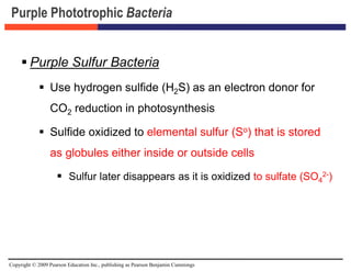 Copyright © 2009 Pearson Education Inc., publishing as Pearson Benjamin Cummings
Purple Phototrophic Bacteria
 Purple Sulfur Bacteria
 Use hydrogen sulfide (H2S) as an electron donor for
CO2 reduction in photosynthesis
 Sulfide oxidized to elemental sulfur (So) that is stored
as globules either inside or outside cells
 Sulfur later disappears as it is oxidized to sulfate (SO4
2-)
 