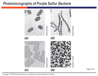 Copyright © 2009 Pearson Education Inc., publishing as Pearson Benjamin Cummings
Photomicrographs of Purple Sulfur Bacteria
Figure 15.4
 