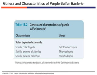 Copyright © 2009 Pearson Education Inc., publishing as Pearson Benjamin Cummings
Genera and Characteristics of Purple Sulfur Bacteria
 