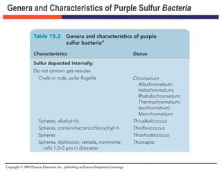 Copyright © 2009 Pearson Education Inc., publishing as Pearson Benjamin Cummings
Genera and Characteristics of Purple Sulfur Bacteria
 