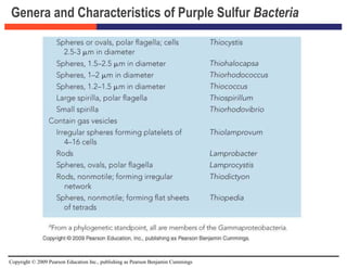 Copyright © 2009 Pearson Education Inc., publishing as Pearson Benjamin Cummings
Genera and Characteristics of Purple Sulfur Bacteria
 