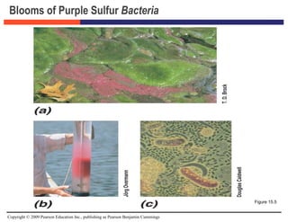 Copyright © 2009 Pearson Education Inc., publishing as Pearson Benjamin Cummings
Blooms of Purple Sulfur Bacteria
Figure 15.5
 