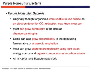 Copyright © 2009 Pearson Education Inc., publishing as Pearson Benjamin Cummings
Purple Non-sulfur Bacteria
 Purple Nonsulfur Bacteria
 Originally thought organisms were unable to use sulfide as
an electron donor for CO2 reduction, now know most can
 Most can grow aerobically in the dark as
chemoorganotrophs
 Some can also grow anaerobically in the dark using
fermentative or anaerobic respiration
 Most can grow photoheterotrophically using light as an
energy source and organic compounds as a carbon source
 All in Alpha- and Betaproteobacteria
 