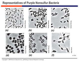 Copyright © 2009 Pearson Education Inc., publishing as Pearson Benjamin Cummings
Representatives of Purple Nonsulfur Bacteria
Figure 15.6
 