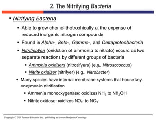 Copyright © 2009 Pearson Education Inc., publishing as Pearson Benjamin Cummings
2. The Nitrifying Bacteria
 Nitrifying Bacteria
 Able to grow chemolithotrophically at the expense of
reduced inorganic nitrogen compounds
 Found in Alpha-, Beta-, Gamma-, and Deltaproteobacteria
 Nitrification (oxidation of ammonia to nitrate) occurs as two
separate reactions by different groups of bacteria
 Ammonia oxidizers (nitrosifyers) (e.g., Nitrosococcus)
 Nitrite oxidizer (nitrifyer) (e.g., Nitrobacter)
 Many species have internal membrane systems that house key
enzymes in nitrification
 Ammonia monooxygenase: oxidizes NH3 to NH2OH
 Nitrite oxidase: oxidizes NO2
- to NO3
-
 