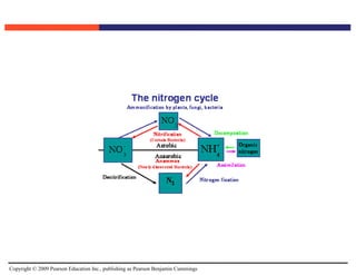 Copyright © 2009 Pearson Education Inc., publishing as Pearson Benjamin Cummings
 