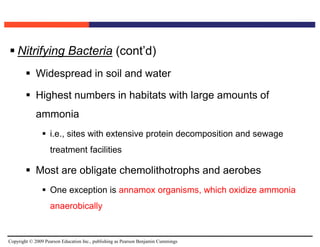Copyright © 2009 Pearson Education Inc., publishing as Pearson Benjamin Cummings
 Nitrifying Bacteria (cont’d)
 Widespread in soil and water
 Highest numbers in habitats with large amounts of
ammonia
 i.e., sites with extensive protein decomposition and sewage
treatment facilities
 Most are obligate chemolithotrophs and aerobes
 One exception is annamox organisms, which oxidize ammonia
anaerobically
 