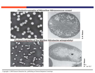 Copyright © 2009 Pearson Education Inc., publishing as Pearson Benjamin Cummings
Figure 15.7
 