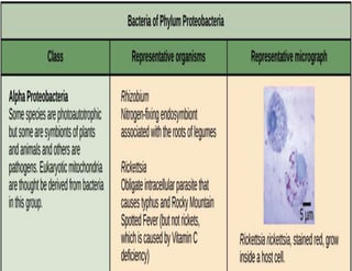 Copyright © 2009 Pearson Education Inc., publishing as Pearson Benjamin Cummings
 
