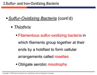 Copyright © 2009 Pearson Education Inc., publishing as Pearson Benjamin Cummings
3.Sulfur- and Iron-Oxidizing Bacteria
Sulfur-Oxidizing Bacteria (cont’d)
 Thiothrix
 Filamentous sulfur-oxidizing bacteria in
which filaments group together at their
ends by a holdfast to form cellular
arrangements called rosettes
 Obligate aerobic mixotrophs
 