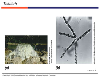 Copyright © 2009 Pearson Education Inc., publishing as Pearson Benjamin Cummings
Thiothrix
Figure 15.12
 