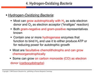 Copyright © 2009 Pearson Education Inc., publishing as Pearson Benjamin Cummings
4. Hydrogen-Oxidizing Bacteria
 Hydrogen-Oxidizing Bacteria:
 Most can grow autotrophically with H2 as sole electron
donor and O2 as electron acceptor (“knallgas” reaction)
 Both gram-negative and gram-positive representatives
known
 Contain one or more hydrogenase enzymes that
function to bind H2 and use it to either produce ATP or
for reducing power for autotrophic growth
 Most are facultative chemolithotrophs and can grow
chemoorganotrophically
 Some can grow on carbon monoxide (CO) as electron
donor (carboxydotrophs)
 