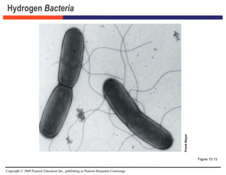 Copyright © 2009 Pearson Education Inc., publishing as Pearson Benjamin Cummings
Hydrogen Bacteria
Figure 15.13
 