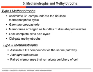 Copyright © 2009 Pearson Education Inc., publishing as Pearson Benjamin Cummings
5. Methanotrophs and Methylotrophs
Type I Methanotrophs
 Assimilate C1 compounds via the ribulose
monophosphate cycle
 Gammaproteobacteria
 Membranes arranged as bundles of disc-shaped vesicles
 Lack complete citric acid cycle
 Obligate methylotrophs
Type II Methanotrophs
 Assimilate C1 compounds via the serine pathway
 Alphaproteobacteria
 Paired membranes that run along periphery of cell
 