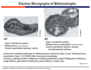 Copyright © 2009 Pearson Education Inc., publishing as Pearson Benjamin Cummings
Electron Micrographs of Methanotrophs
Figure 15.14
Type II membrane system
Methylosinus (α Proteobacteria)
Carbon assimilation pathway: serine
Type I membrane system
Methylococcus capsulatans (β-Proteobacteria)
Carbon asimilation pathwy: ribulose
monophosphate pathway
Lookup the metabolic pathways for Methylomonas methanica (type II) and Methylococcus
capsulatans (type 1) in KEGG (http://www.genome.jp/kegg-
bin/show_pathway?scale=0.35&query=methylocystis&map=map01100&scale=0.35&auto_i
mage=&show_description=hide&multi_query=&show_module_list)
 