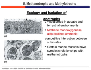 Copyright © 2009 Pearson Education Inc., publishing as Pearson Benjamin Cummings
5. Methanotrophs and Methylotrophs
 Widespread in aquatic and
terrestrial environments
 Methane monooxygenase
also oxidizes ammonia;
competitive interaction between
substrates
 Certain marine mussels have
symbiotic relationships with
methanotrophs
Ecology and Isolation of
Methanotrophs
 