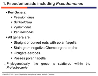 Copyright © 2009 Pearson Education Inc., publishing as Pearson Benjamin Cummings
1. Pseudomonads including Pseudomonas
 Key Genera:
 Pseudomonas
 Burkholderia
 Zymomonas
 Xanthomonas
 All genera are:
 Straight or curved rods with polar flagella
 Stain gram negative Chemoorganotrophs
 Obligate aerobes
 Posses polar flagella
 Phylogenetically, the group is scattered within the
Proteobacteria
 