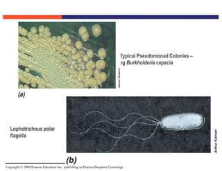 Copyright © 2009 Pearson Education Inc., publishing as Pearson Benjamin Cummings
Typical Pseudomonad Colonies –
eg Burkholderia cepacia
Figure 15.16a
Lophotrichous polar
flagella
 