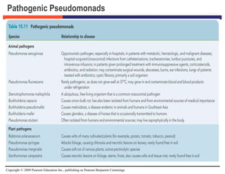 Copyright © 2009 Pearson Education Inc., publishing as Pearson Benjamin Cummings
Pathogenic Pseudomonads
 