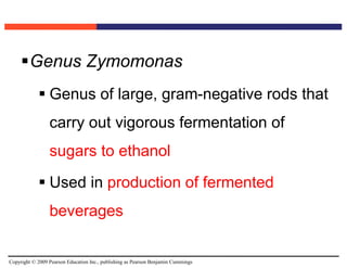 Copyright © 2009 Pearson Education Inc., publishing as Pearson Benjamin Cummings
Genus Zymomonas
 Genus of large, gram-negative rods that
carry out vigorous fermentation of
sugars to ethanol
 Used in production of fermented
beverages
 