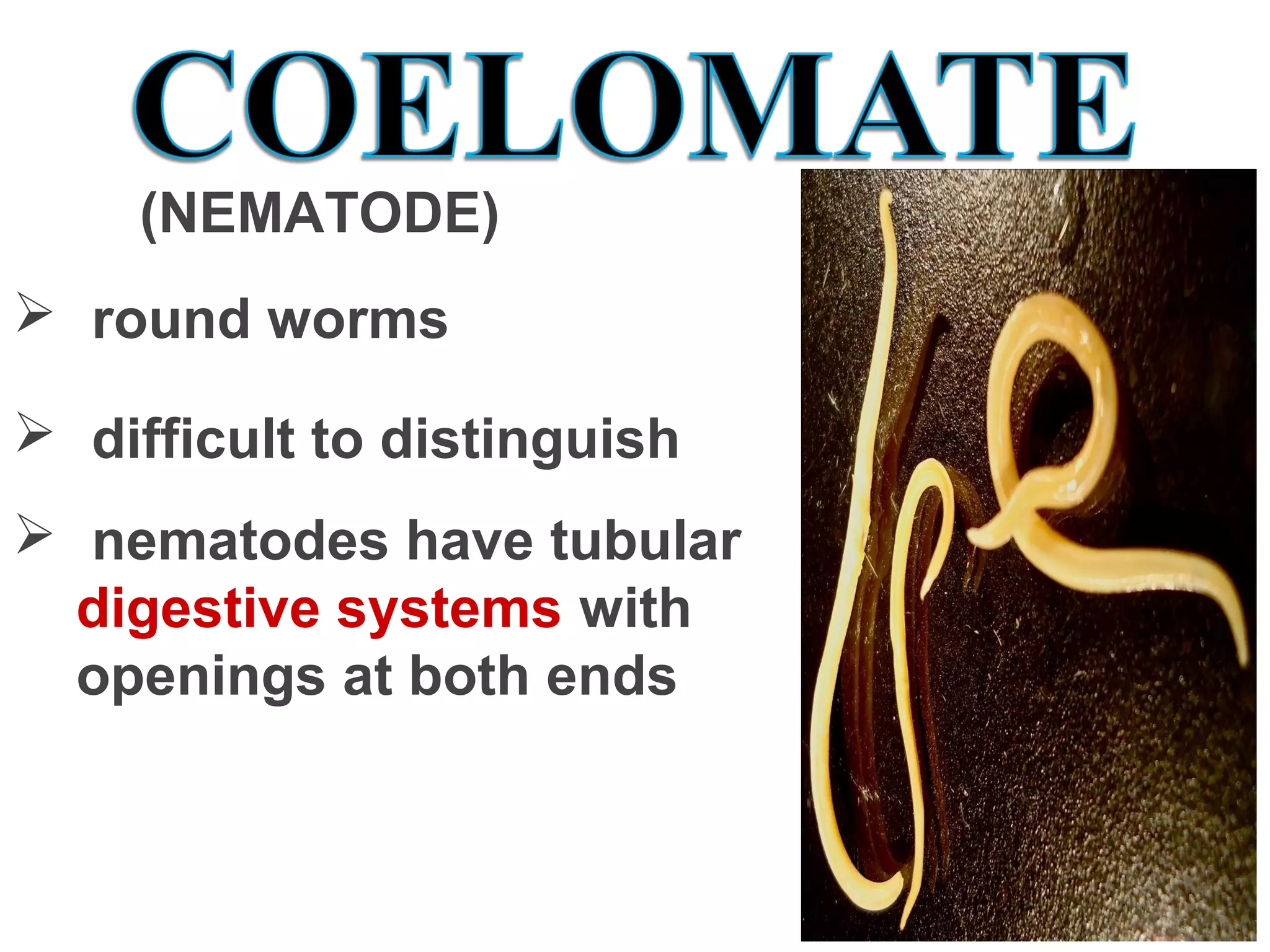 (NEMATODE)
  round worms
  difficult to distinguish
  nematodes have tubular 
digestive systems with 
openings at both ends
 